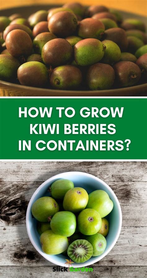 How To Grow Kiwi Berries In Containers? | Kiwi berries, Kiwi growing, Kiwi