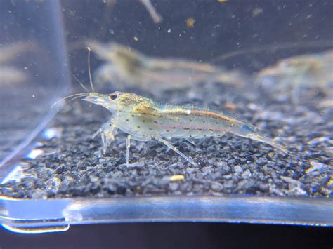 Shop Amano Shrimp Now | Shrimpy Business