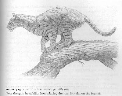 Escenarios prehistóricos: Proailurus