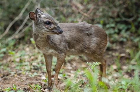 Blue Duiker - Mammals - South Africa