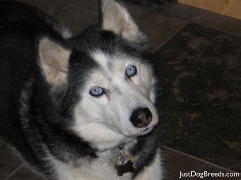 Nakita (Keeta) - Siberian Husky - Dog Breeds