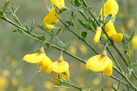 Cytisus scoparius