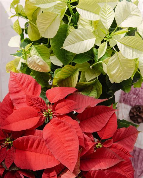 December Plant: Poinsettia - In Bloom Florist Blog