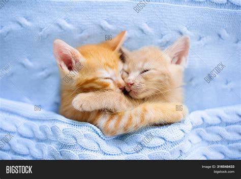 Pictures Of Baby Kittens Sleeping - Sleeping Baby Cat Kitten Youtube / About me kittens cutest ...