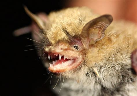 Yuma Myotis Bat (Myotis yumanensis) | Flickr - Photo Sharing!