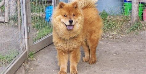 Akita Chow Dog Breed Information – All You Need to Know | Dog breed ...