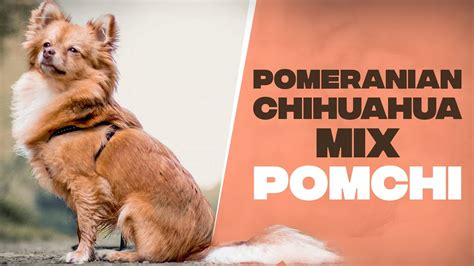 Pomchi (Pomeranian Chihuahua Mix): Everything You Need to Know - YouTube