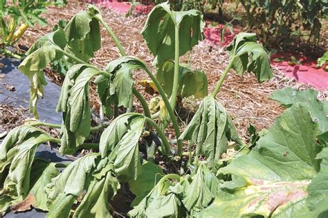 Garden Pest Alert – Squash Vine Borer | N.C. Cooperative Extension