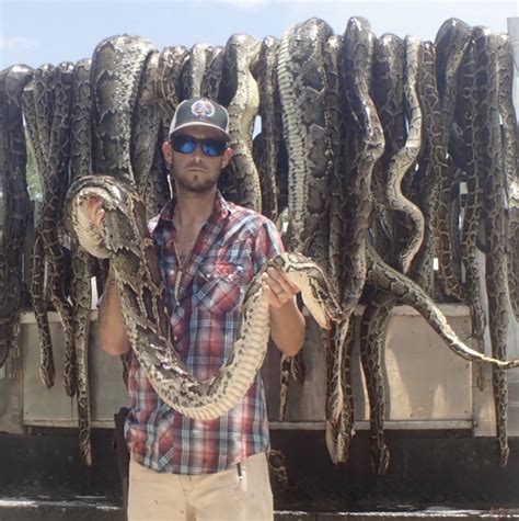 Pythons of the Everglades — THE BITTER SOUTHERNER