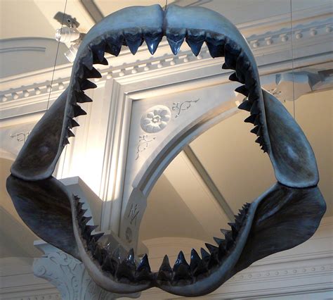 Megalodon Jaws image - Free stock photo - Public Domain photo - CC0 Images