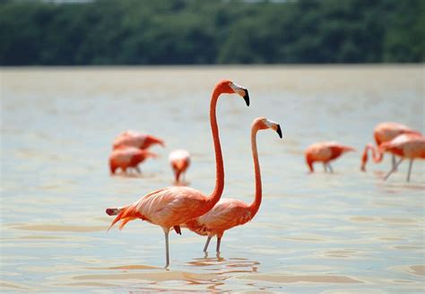 American Flamingo - Phoenicopterus ruber - NatureWorks