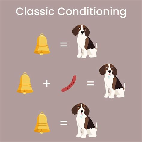 Premium Vector | Classic Conditioning Pavlov's Dog Experiment vector illustration diagram