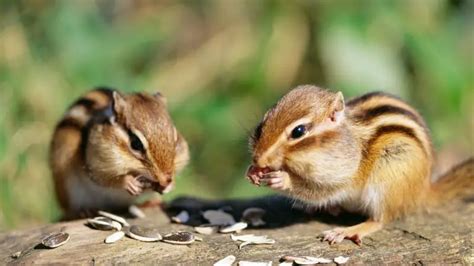 What Does Chipmunk Poop Look Like: Identification & Pictures