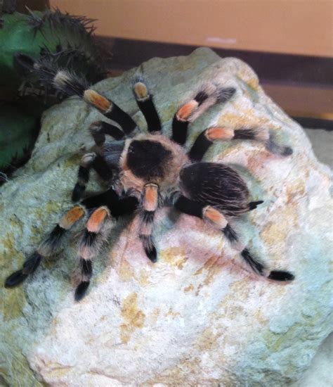 Brachypelma smithi | Arachnoboards