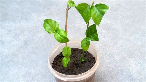 Grow jasmine plant from cutting | Grow jasmine | Grow plant from cutting - YouTube