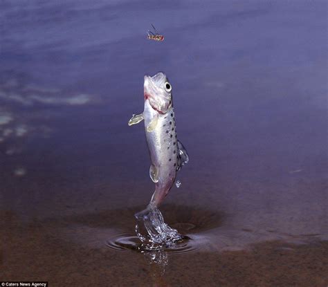 Awesome Photo Capture Of Trout Jumping Out Of Water