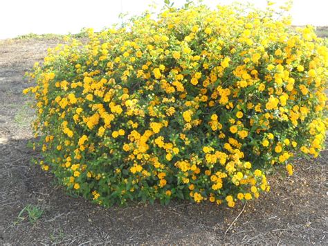 Yellow Flower Bush | Yellow flowering bush, Flowering bushes, Bush plant