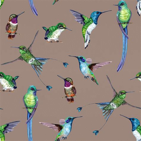 Colombian Hummingbirds on Behance