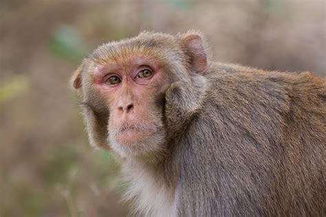 The Ruins of the Moment: Rhesus macaque at Rishikesh — Photos by Pete McGregor