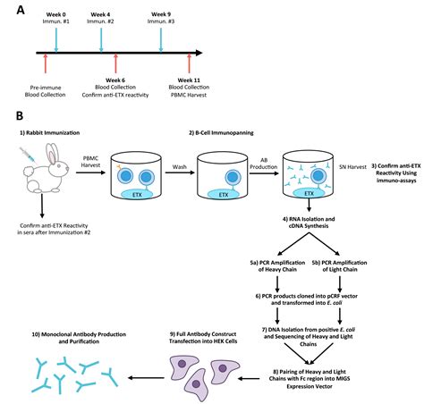 Antibodies | Free Full-Text | A Novel Panel of Rabbit Monoclonal ...