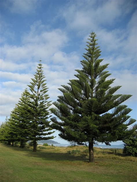 Araucaria 'Norfolk Island Pine' 16" Pot - Hello Hello Plants & Garden Supplies