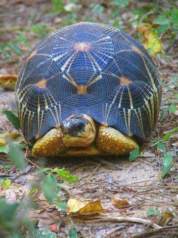 Beautiful blue shell | Radiated tortoise, Animals images, Animals