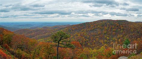 Shenandoah Fall Foliage Photograph by Michael Ver Sprill - Fine Art America