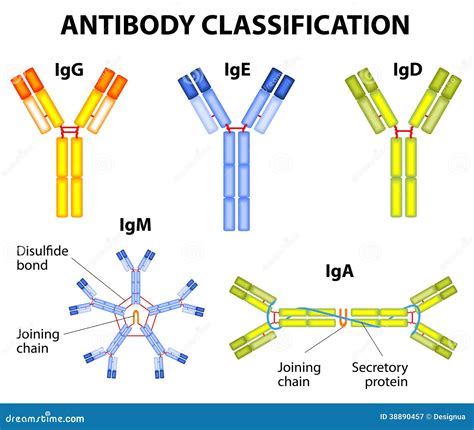 Antibody classification stock vector. Illustration of polymer - 38890457