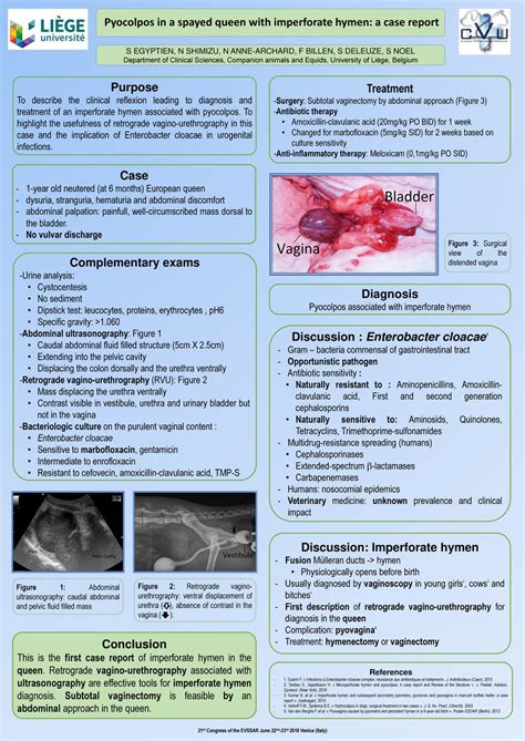 Pyocolpos in a spayed queen with imperforate hymen: a case report - ppt download