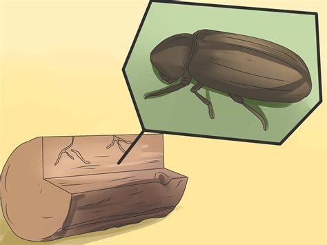 3 Ways to Identify Woodworm - wikiHow