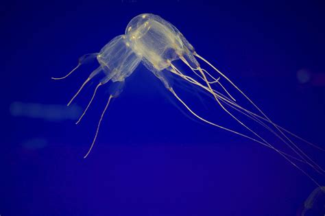 Stingers And Blooms: The Weird World Of Jellyfish