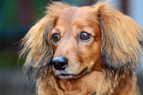 How Often Should You Bathe Your Dachshund