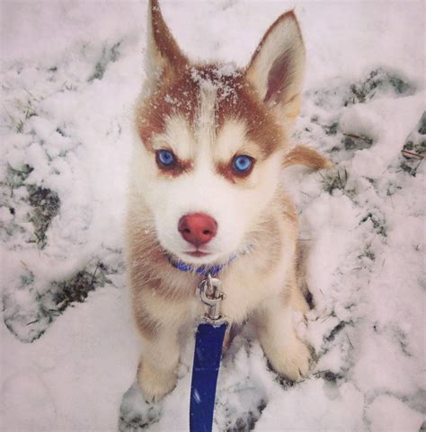 Siberian Husky – Outgoing and Cheeky | Chiot husky, Chien husky, Husky ...