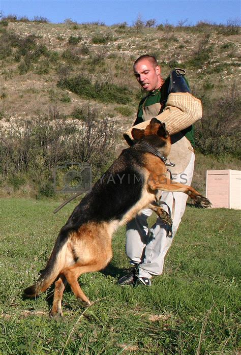 Royalty Free Image | german shepherd in attack by cynoclub