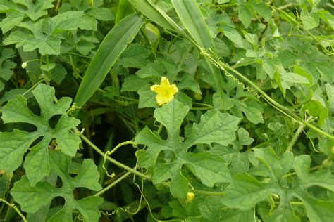 Wild Ampalaya (Momordica charantia) seeds 25 pcs - Vine Seeds