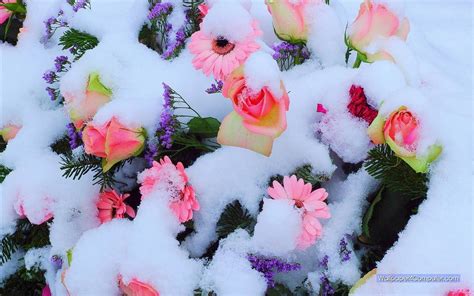 Flowers in Snow Wallpapers on WallpaperDog