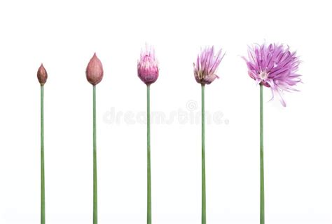 Flower Bud To Blossoming Flower, Visualized. Stock Image - Image of garlic, asian: 229631095