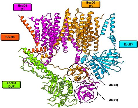 Mycobacterial type VII secretion systems