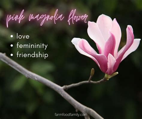 Magnolia Flower Meaning, Symbolism 🌸 - A Symbol Of Femininity, Love