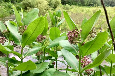 Wild edible: Common Milkweed – Seashore to Forest Floor