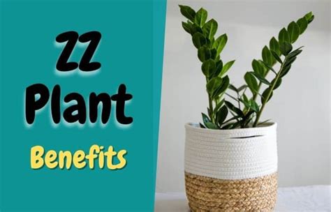 10 Proven Benefits Of ZZ Plant - (Are They Lucky?)