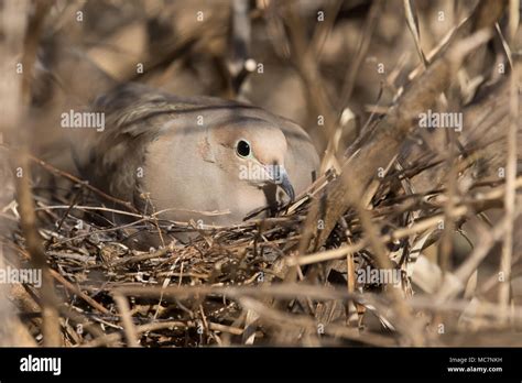 Mourning Dove on nest Stock Photo - Alamy