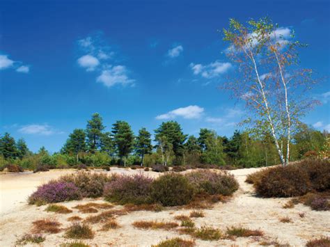 Natuur in Limburg | 10x Mooiste plekken in de provincie