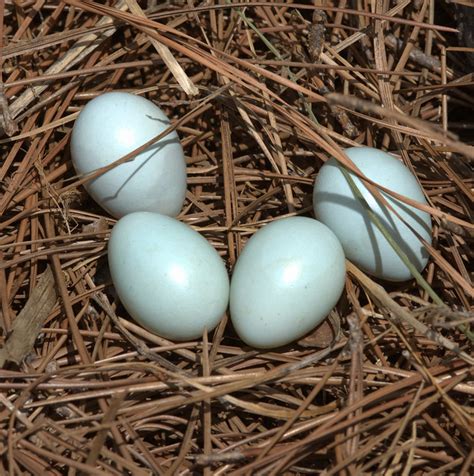 Starling eggs | Flickr - Photo Sharing!