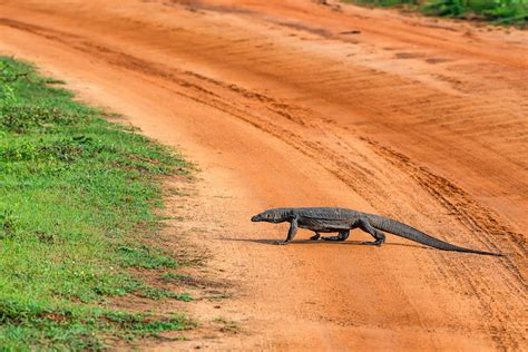 10 Largest Lizards in the World (with Photos) - WildlifeTrip