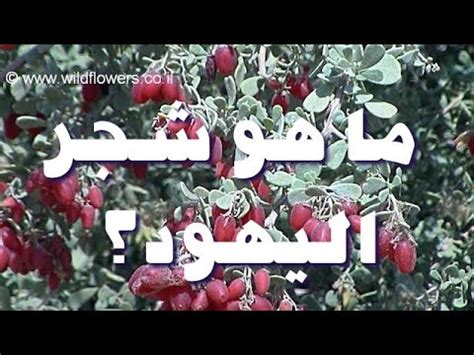 ما هو سر شجر الغرقد أو شجر اليهود؟ - YouTube