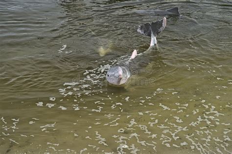 Wild Dolphins in Tin Can Bay Harbour Stock Image - Image of australia, fraser: 180814273