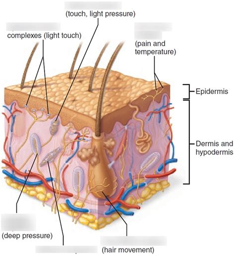 Peripheral Nervous System Diagram | Quizlet