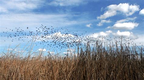 Farmers Offered Funding to Help Nesting Tricolored Blackbirds in Their Fields - Valley Voice