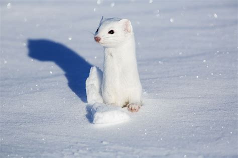 Stoat (Winter Coat) by Walter Nussbaumer http://focusingonwildlife.com/news/wildfocus/featured ...